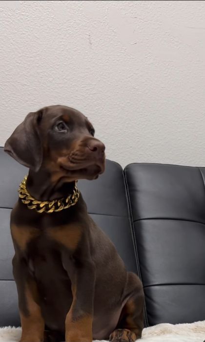 Pui doberman maro