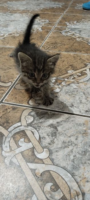 Отдам котёнка в добрые руки