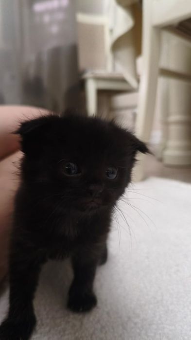 Котята очень умные