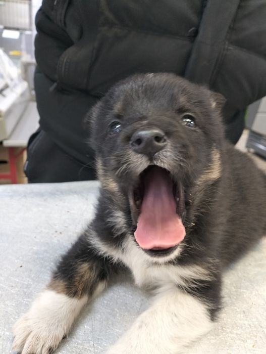 Мальчик - красавчик в добрые, надёжные руки