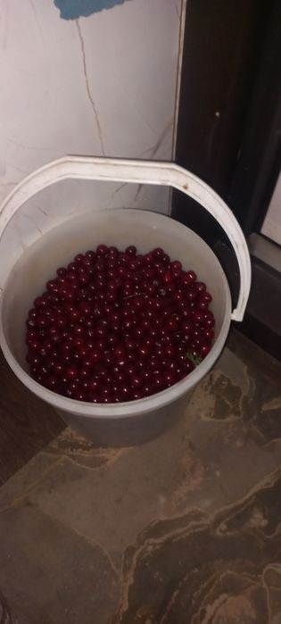 Продам вишню сегдняшняя