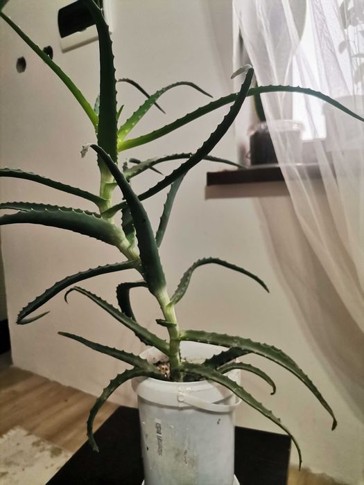 Алоэ древовидное