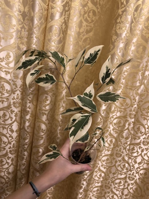 Фикус Бенжамин Twilight