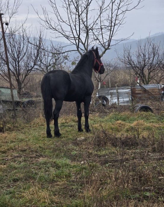 Donație Armăsar armig