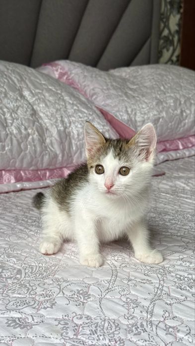 Красивый котенок 2 мес.
