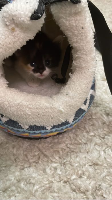 Отдам очаровательных котят
