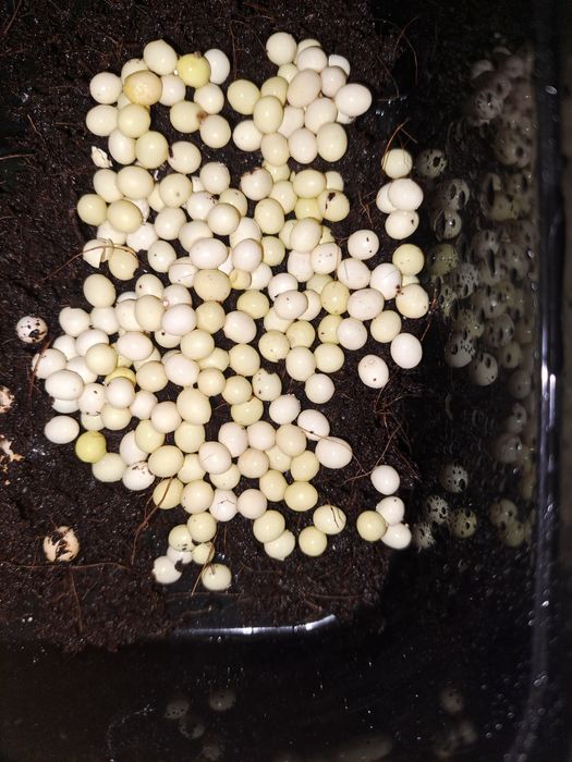 Улитка тухуми. Яица улиток свежие