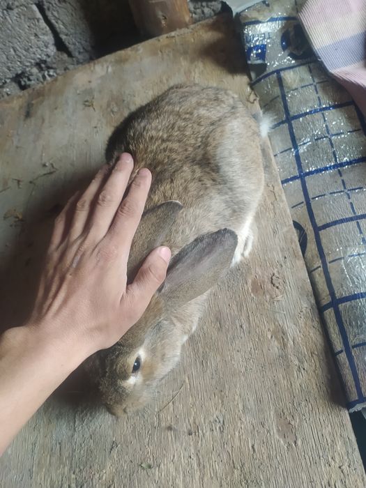 Quyonlar sotiladi olganga barakasini bersin va oʻzidan koʻpaysin