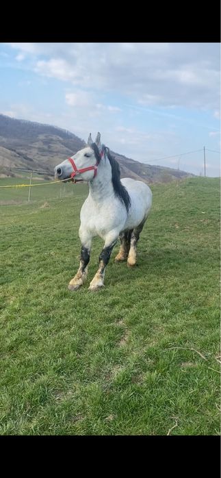 Armasar de vanzare sau schimb