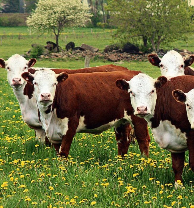 Хлорелла в животноводстве