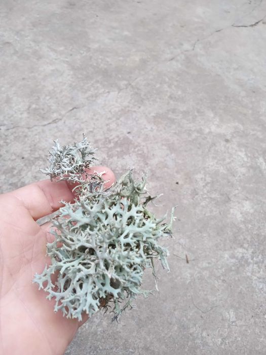 Lichen de prun Evernia prunastri/Lichen de piatra/Lichenul renilor