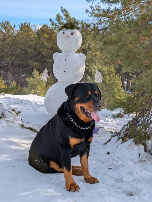 Молодой Ротвейлер  Плутон ищет девочку