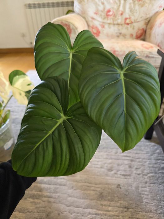 Philodendron Dean McDowell