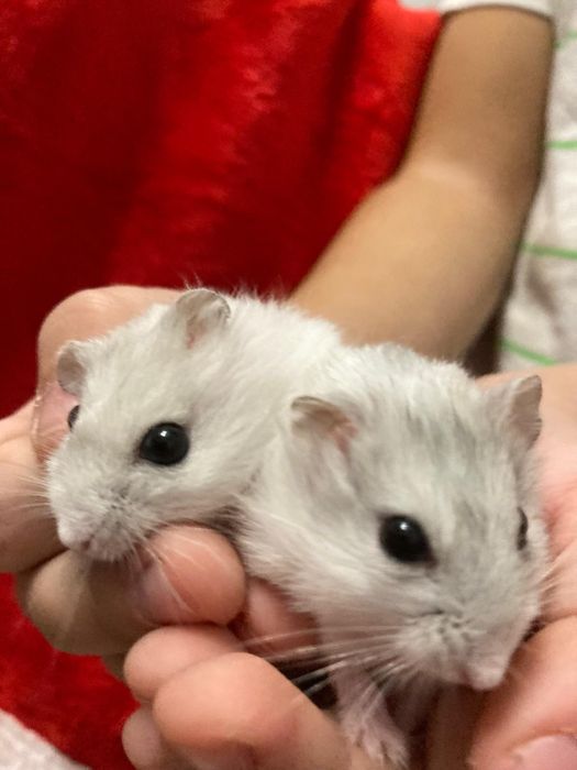 Ofertă! 2 hamsteri 50 lei!