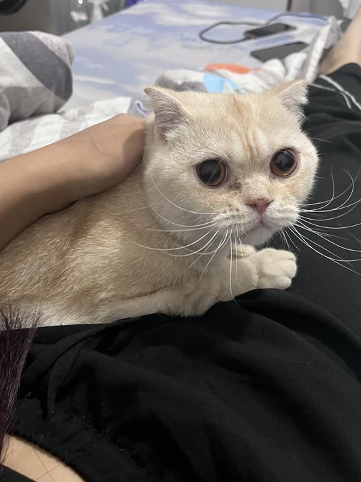 Шотландский вислоухий кот для вязки