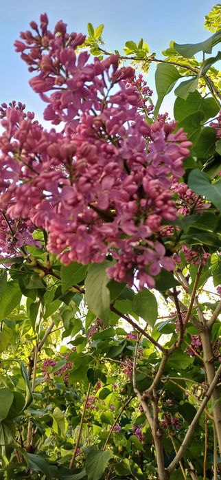 Сирень  свежая...