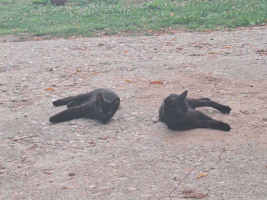 2 pisici negre pentru adopție