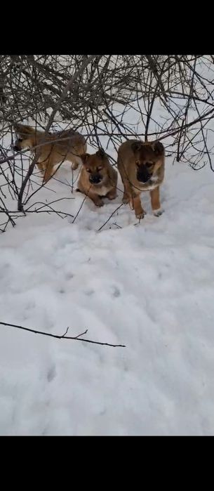 Щенкам нужен дом