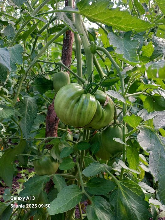 Roșii de grădină de vânzare