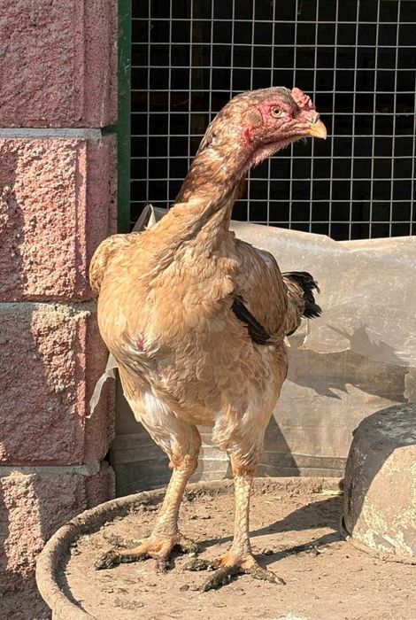 Продам молодых курочек даканих