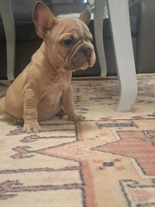 Френски булдок-бикроп изабела 900евро