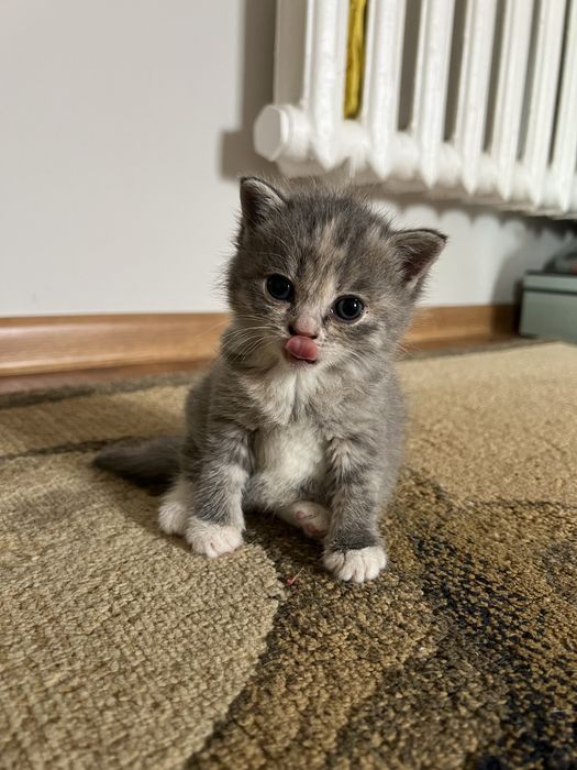 Отдам котят в хорошие руки:)