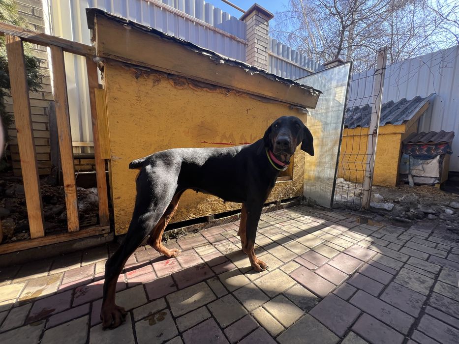 Будка для собаки утепленная 150мм утеплитель