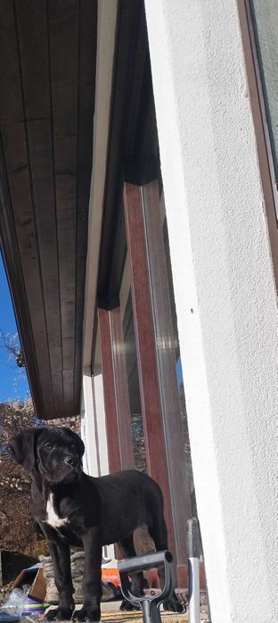 Кане Корсо Италияно