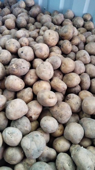 Продам картофель на посадку