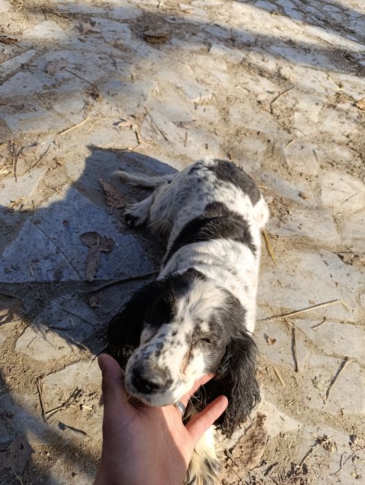 Qiziquvchilarga it sotiladi