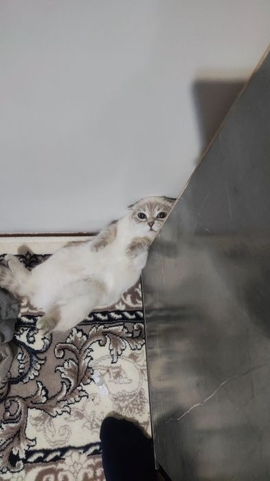 Britanskiy Shinshila Mushuk sotiladi