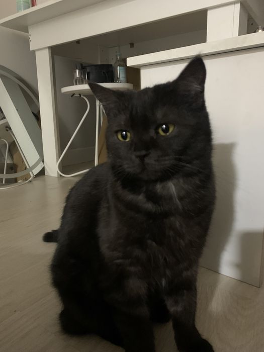 Кошечка породы Скоттиш страйт