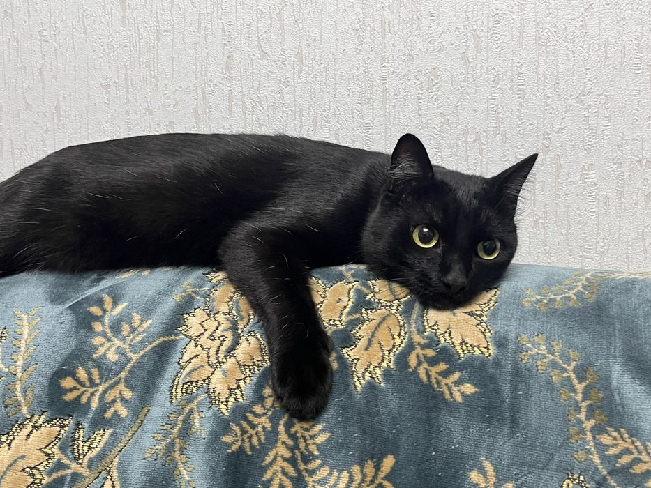 Отдаем котика один годик