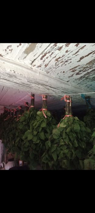 Продам  веники берёзовые.цена 1000тг