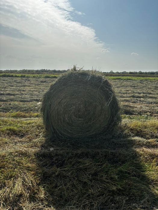 Продам сено в рулонах