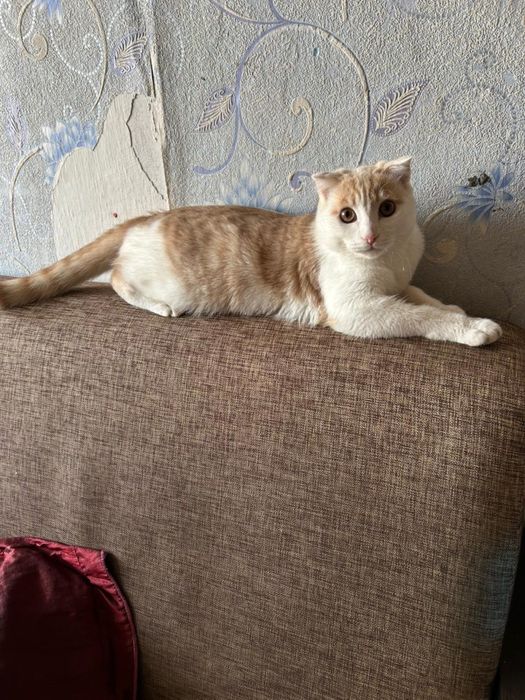 Отдам кота в хорошие руки