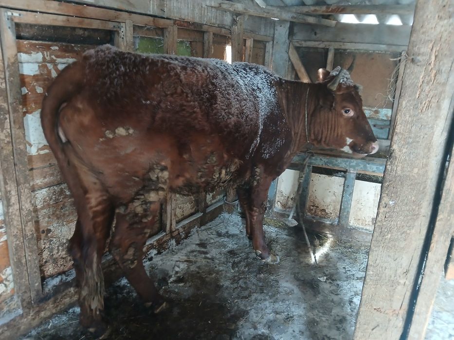 Кардамон корову молодой