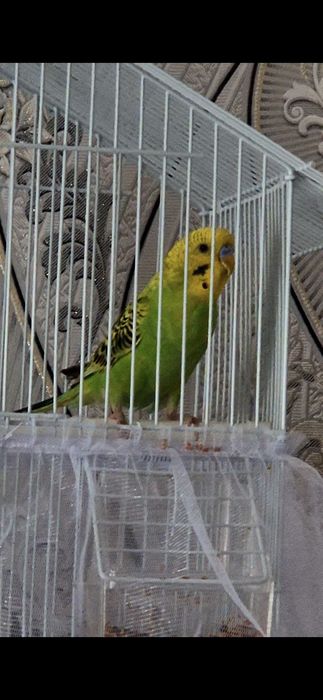 Продам попугая с клеткой.