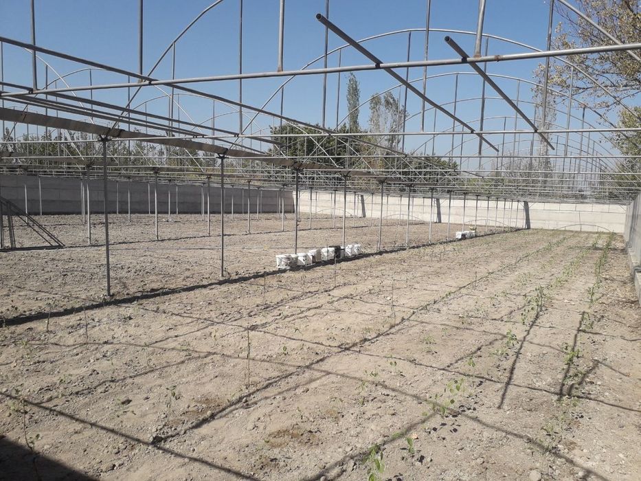 Типлитса сотилади