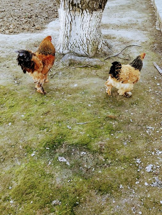 Брама инкубацион тухумлари