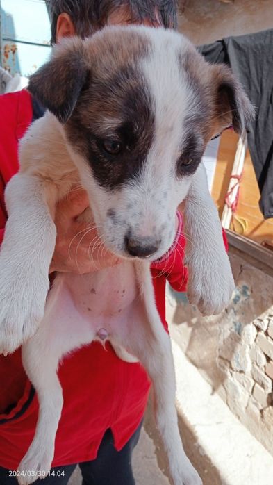 Собачки, девочки