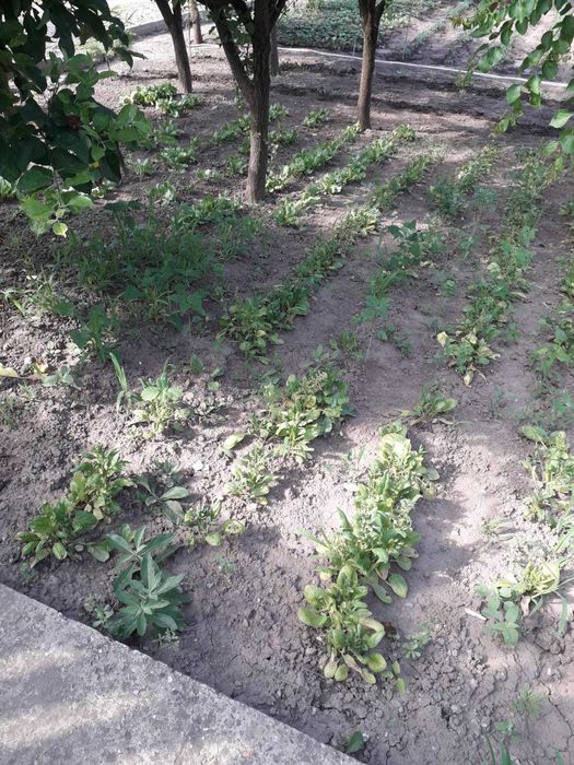 Vând proprietate cu teren 2000mp și construcție 46mp²