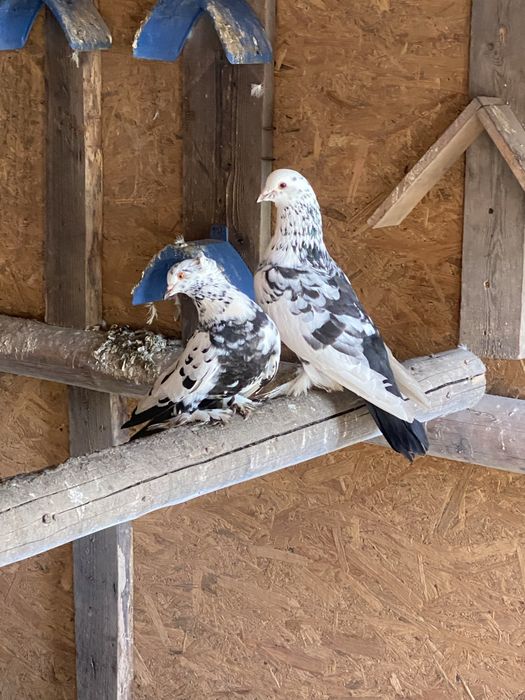 Vand porumbei pave si incaltati