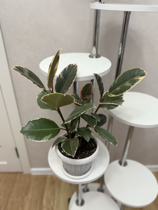 Фикус вариегатный 7000 тенге