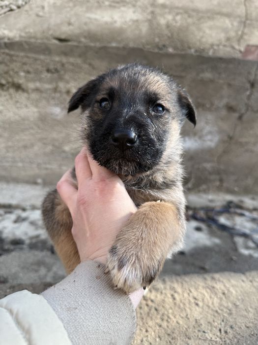 Немецкая овчарка щенки