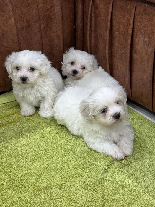 Bishon maltez mini. Rasa pura