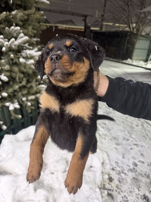 Продам щенков Ротвейлера