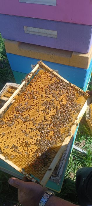 Пчелопакет (отводки)