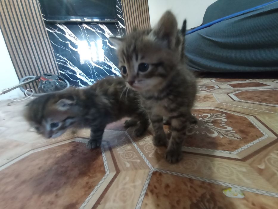 Екі марғау бірге сатылады