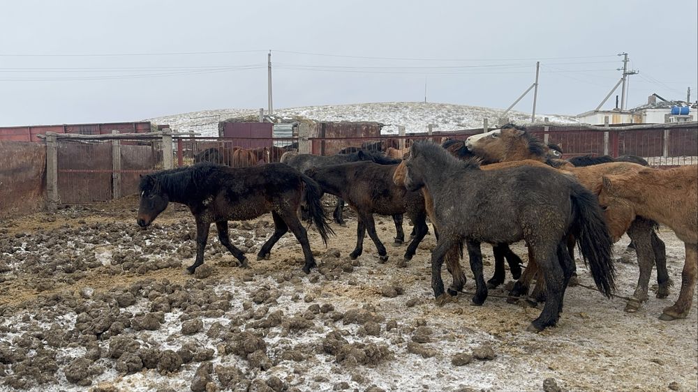 Соғымға жылқылар сатылады